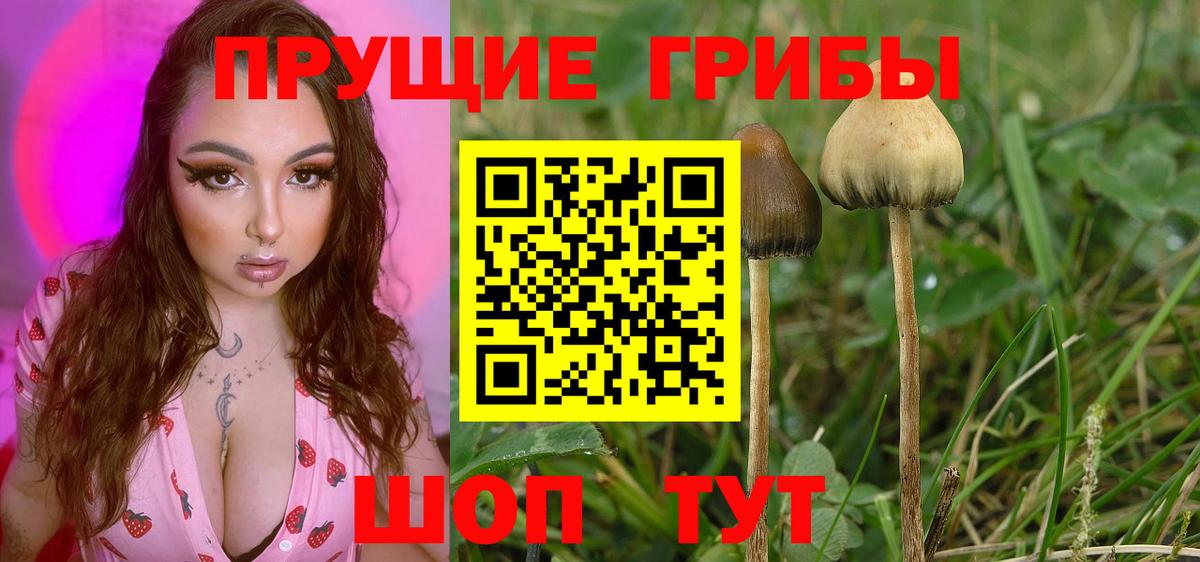 Псилоцибиновые грибы прущие грибы Партизанск